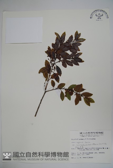 太平山冬青藏品圖，第1張