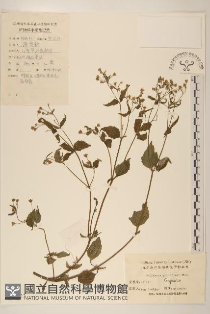 小米菊藏品圖，第1張