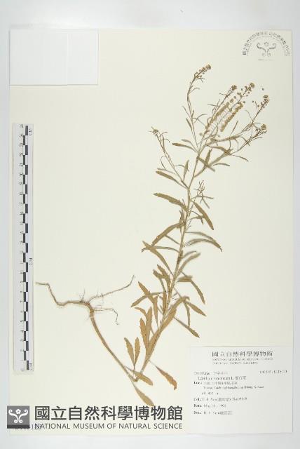 獨行菜藏品圖，第1張