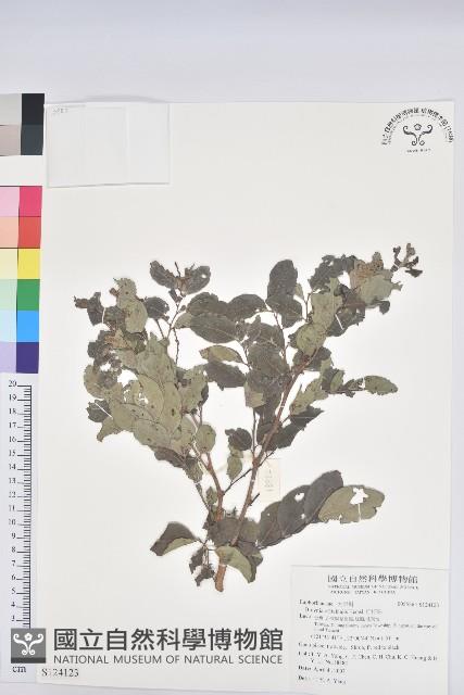 紅仔珠藏品圖，第1張