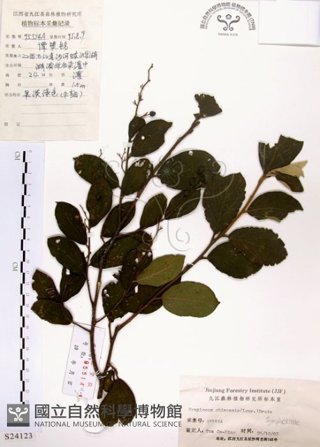 灰木藏品圖，第1張