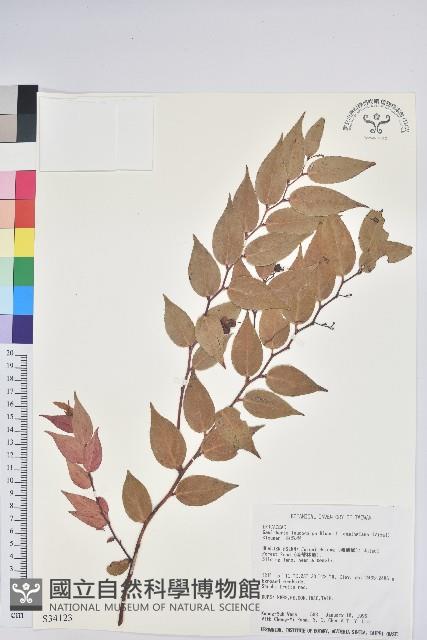 白珠樹藏品圖，第1張