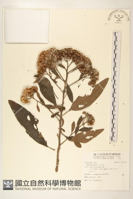 香闊苞菊藏品圖，第1張