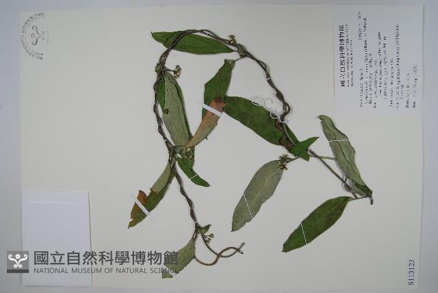 臺灣牛皮消、臺灣白薇藏品圖，第1張