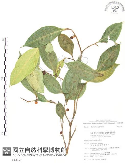 白肉榕、島榕藏品圖，第1張