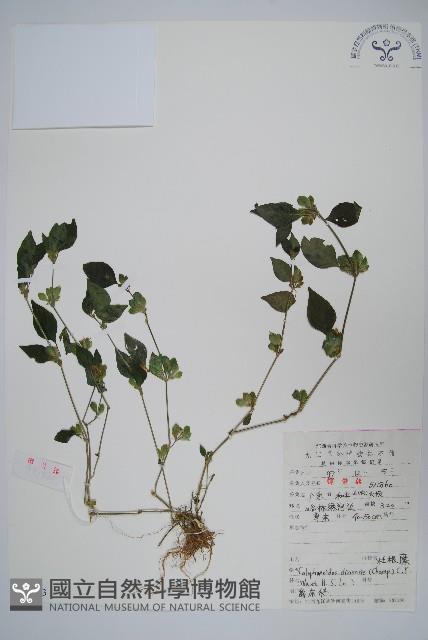 Accession Number:S053123 Collection Image, Figure 1, Total 2 Figures