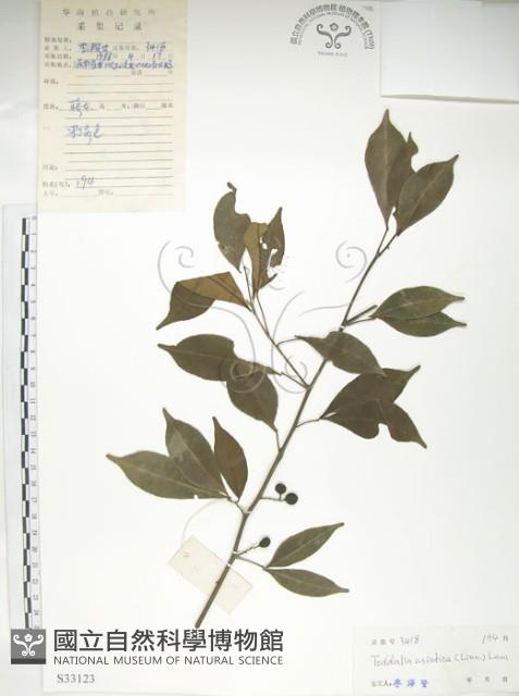 飛龍掌血藏品圖，第1張