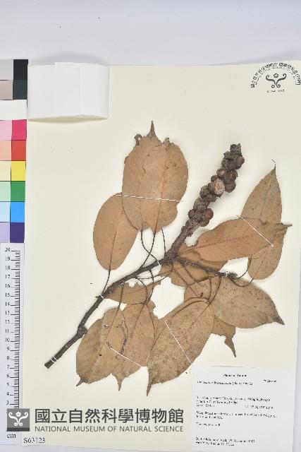 嶺南柯藏品圖，第1張