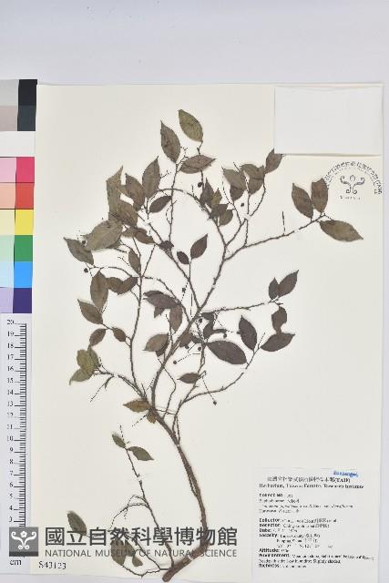 密花五月茶藏品圖，第1張