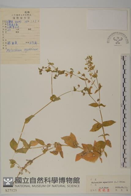 牛繁縷藏品圖，第1張