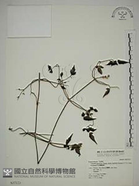 巴氏鐵線蓮藏品圖，第1張