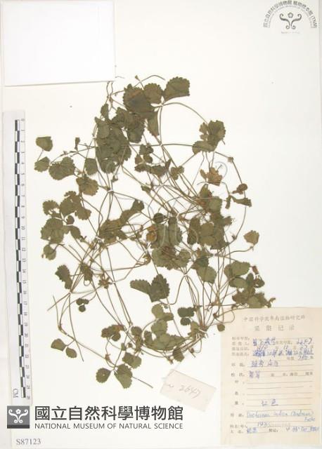 蛇莓、地莓、龍吐珠藏品圖，第1張