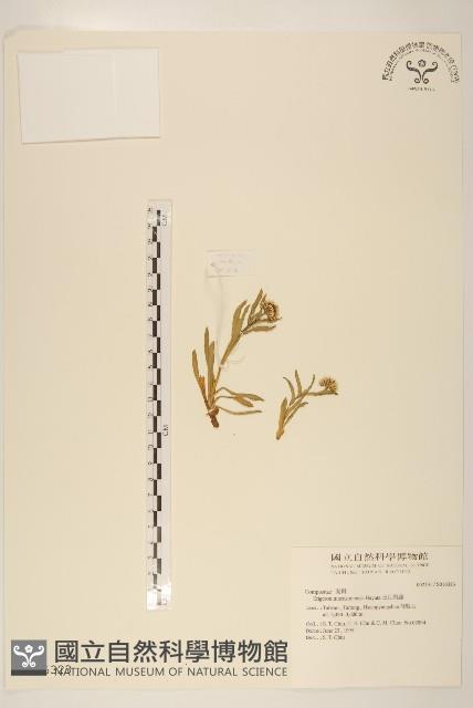 玉山飛蓬藏品圖，第1張