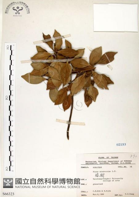 榕樹藏品圖，第1張