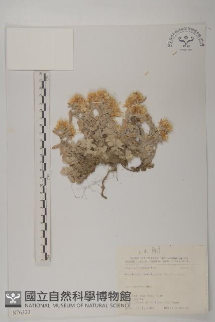 尼泊爾籟簫藏品圖，第1張