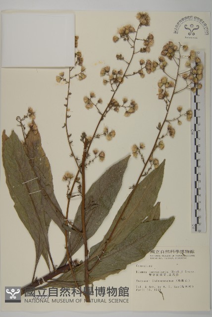 走馬胎藏品圖，第1張