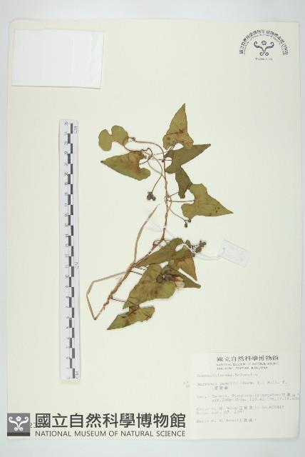 菜欒藤藏品圖，第1張