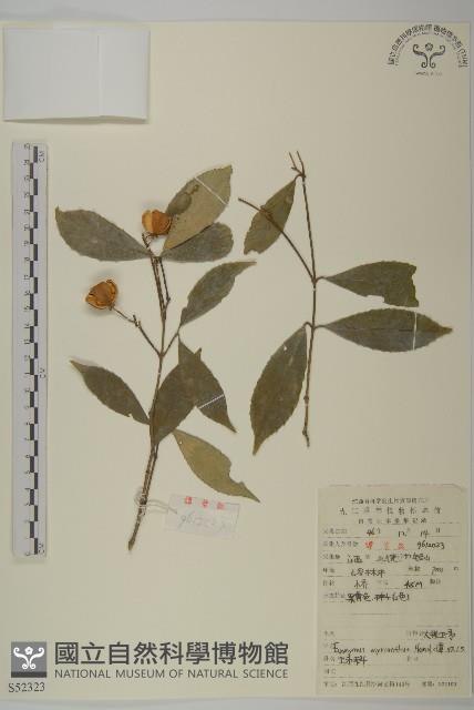 大果衛矛藏品圖，第1張