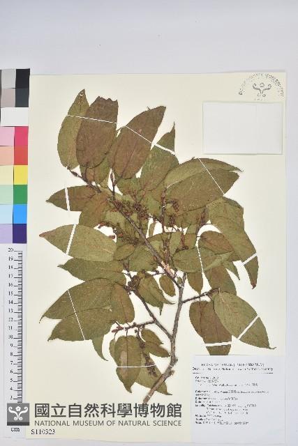 南燭藏品圖，第1張