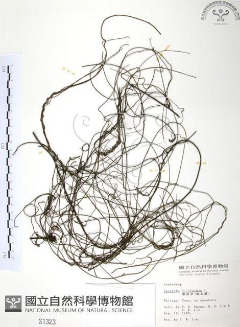 無根草藏品圖，第1張