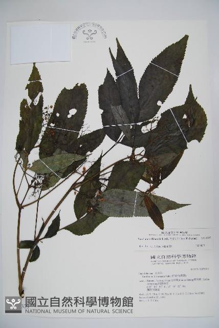 冇骨消藏品圖，第1張