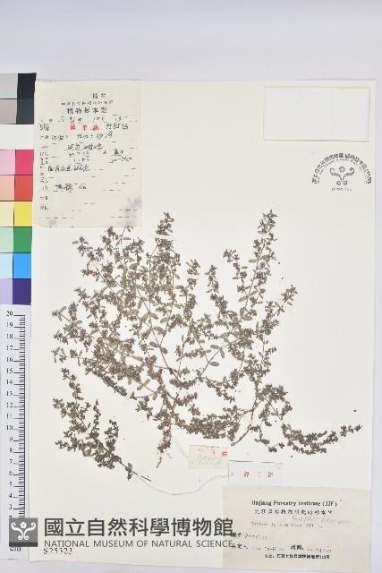 地錦藏品圖，第1張