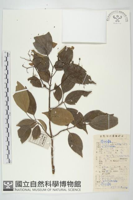 光皮樹藏品圖，第1張