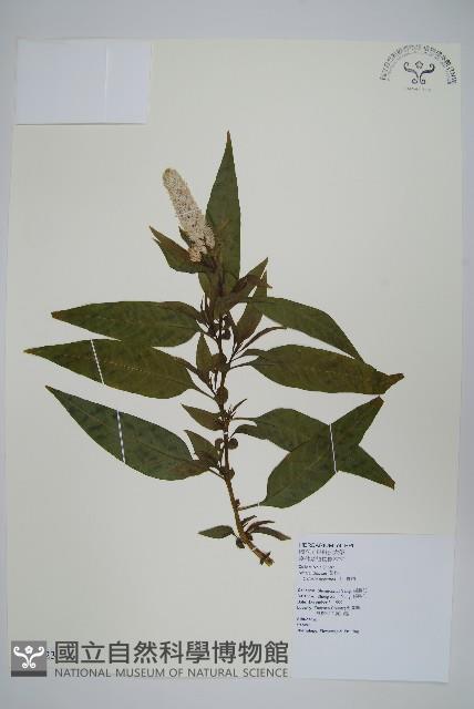 Feather cokscomb Collection Image, Figure 1, Total 2 Figures