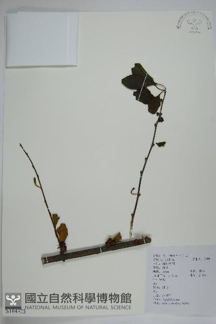 鼠李冬青、滿樹星藏品圖，第1張