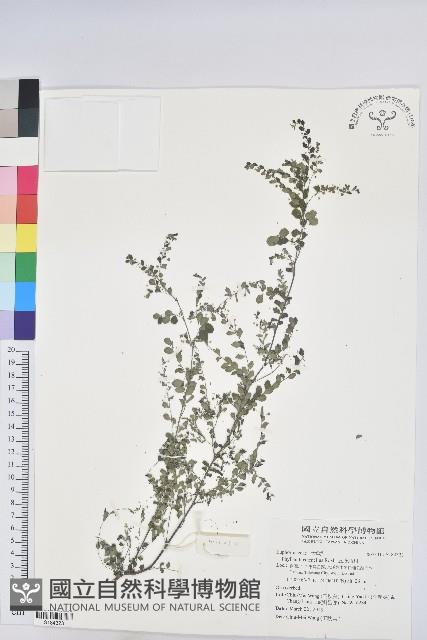 五蕊油柑藏品圖，第1張