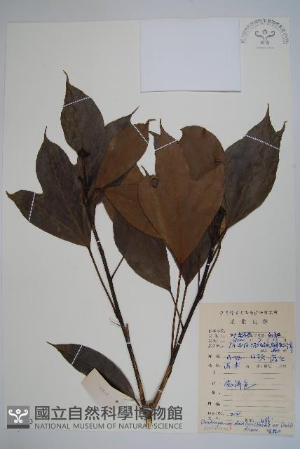 樹參藏品圖，第1張