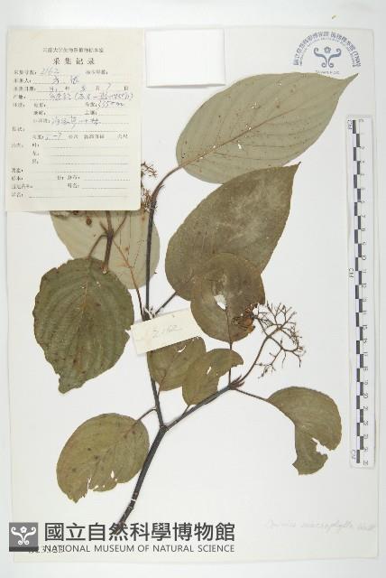 梜木藏品圖，第1張