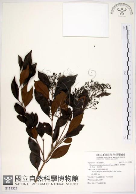 十子木、加入舅藏品圖，第1張