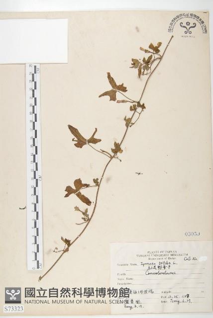 紅花野牽牛藏品圖，第1張