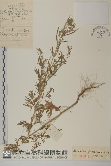 大耔蒿藏品圖，第1張