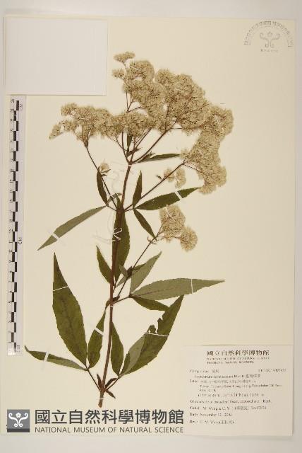 臺灣澤蘭藏品圖，第1張