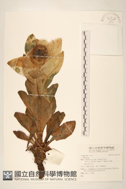 登錄號:S137323藏品圖，第1張