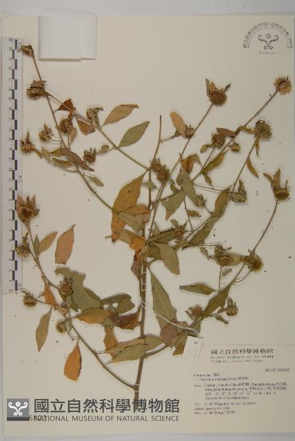 黃金珠藏品圖，第1張