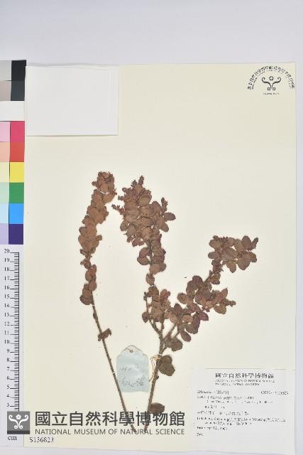 登錄號:S136823藏品圖，第1張