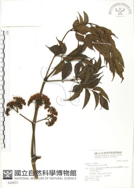 火筒樹藏品圖，第1張