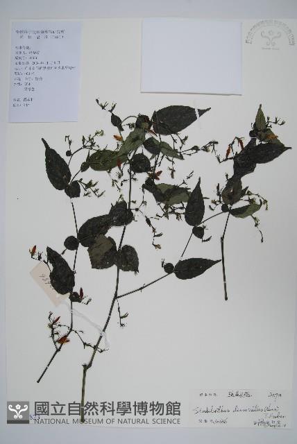 疏花馬藍藏品圖，第1張