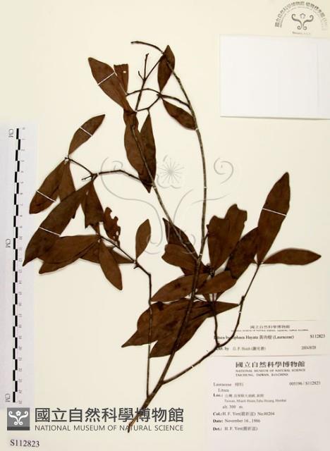 黃肉樹, 小梗木薑子藏品圖，第1張