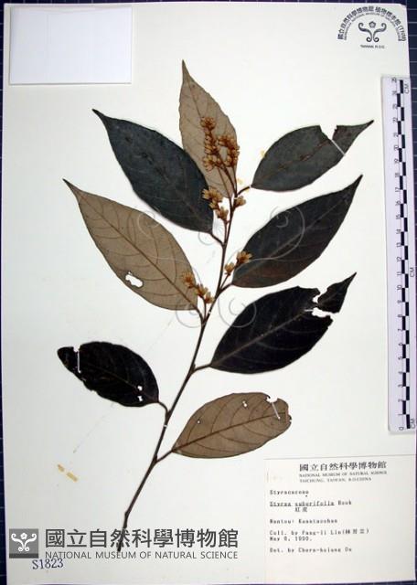 紅皮、葉下白、赤仔尾藏品圖，第1張