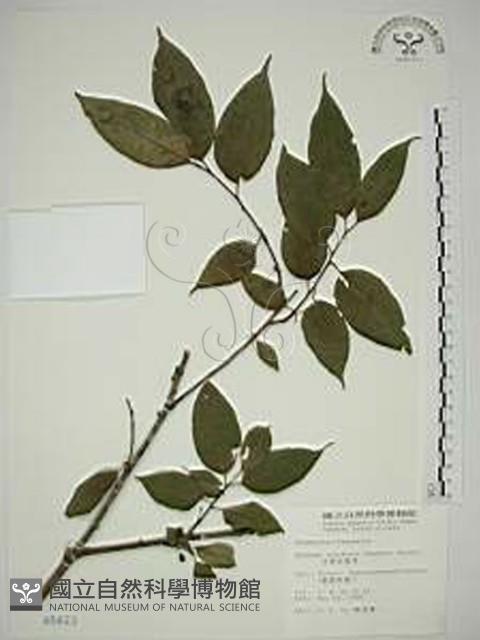 中原氏鼠李藏品圖，第1張