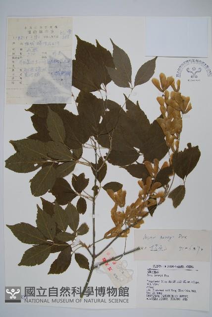 建始槭藏品圖，第1張