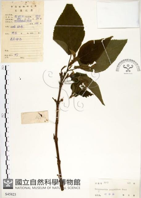 構樹藏品圖，第1張