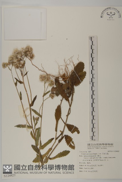 日本假蓬藏品圖，第1張