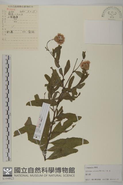 大刺兒菜藏品圖，第1張