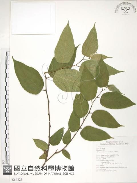 小構樹藏品圖，第1張