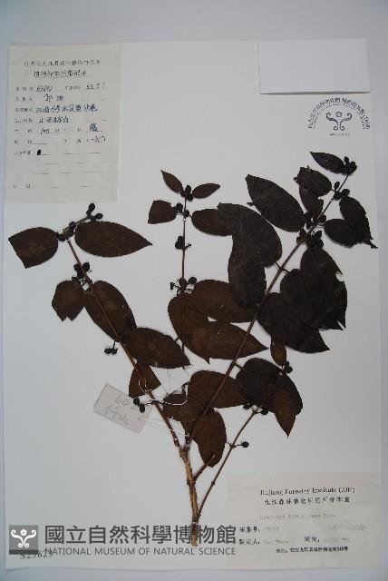 裡白忍冬、紅腺忍冬藏品圖，第1張